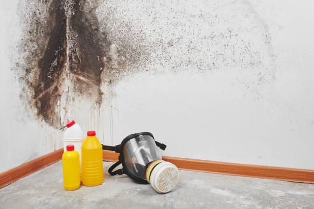 Mold Removal and Inspection in Hiram, OH