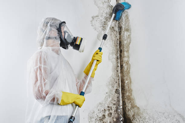 Best Emergency Mold Removal  in Hiram, OH
