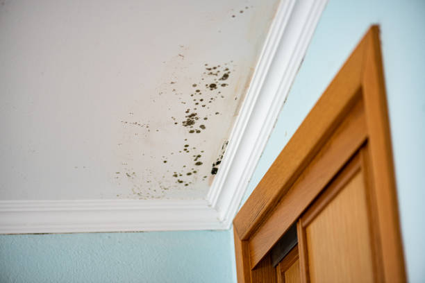 Best Mold Cleaning Services  in Hiram, OH