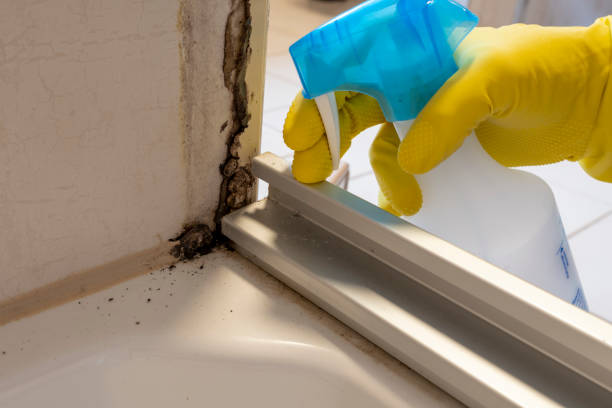 Best Certified Mold Removal  in Hiram, OH