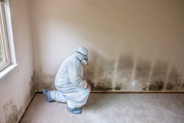 Best Professional Mold Removal  in Hiram, OH